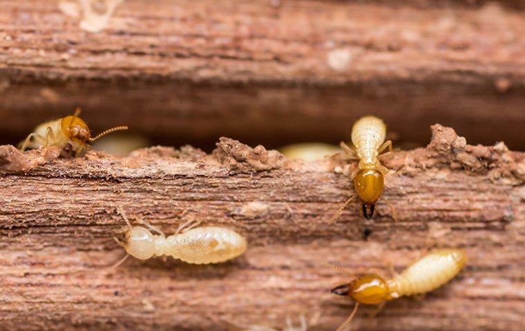 termites eating wood in burkeville texas