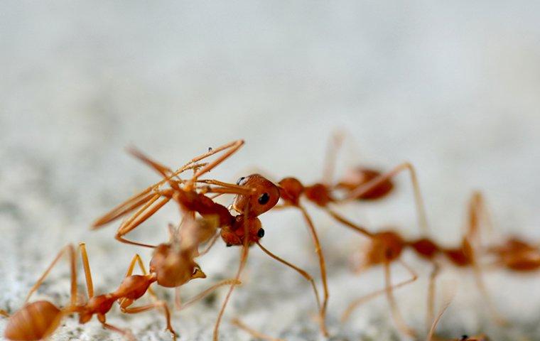 fire ants eating food in china texas