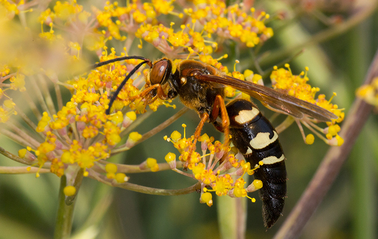 cicada killer wasp on yellow plant in southeast texas