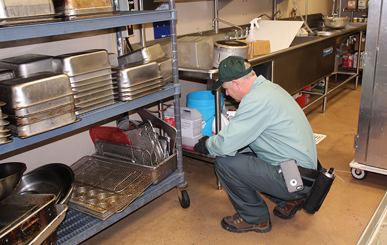 Find Out How Commercial Pest Control In Amelia Island Florida Can Help Your Business technician cleaning drain in amelia island restaurant