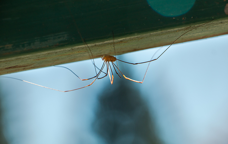 daddy long leg spider on pineland texas porch