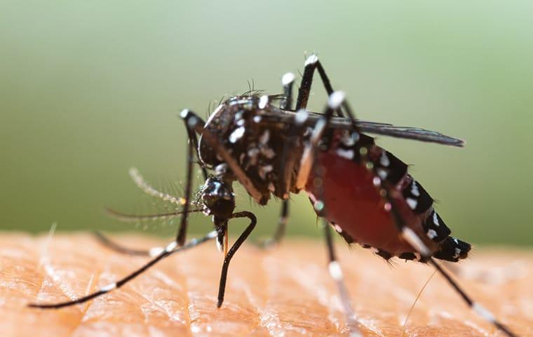 a mosquito biting skin in deweyville