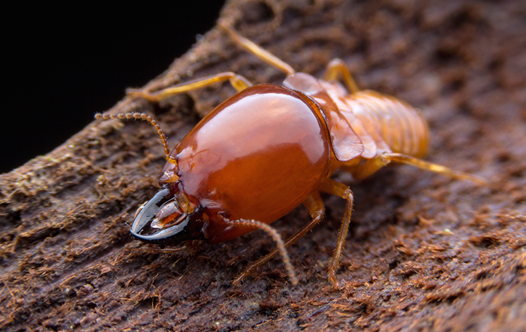 Termite Guide In Beaumont Texas Bill Clark Pest Control