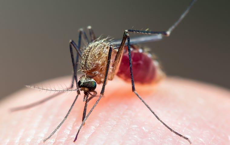 a mosquito biting skin in fannett texas