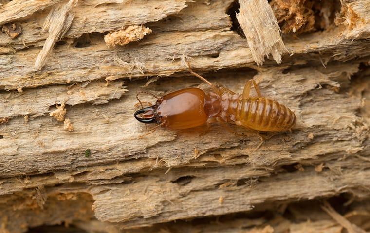 termite crawling on wood in a building in fannett texas
