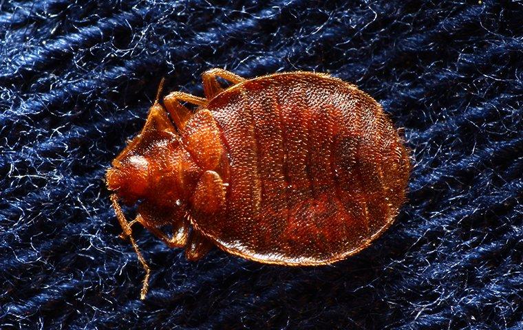 a bed bug crawling on sheets in hamshire texas