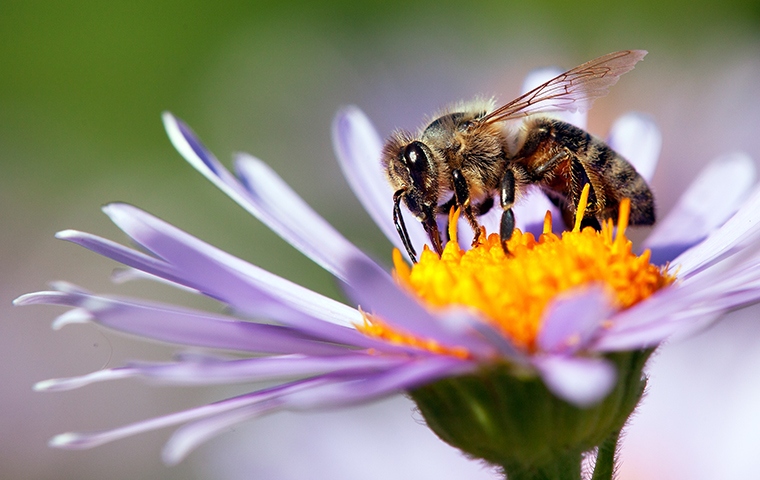 honey bee on purple flower in nederland texas 