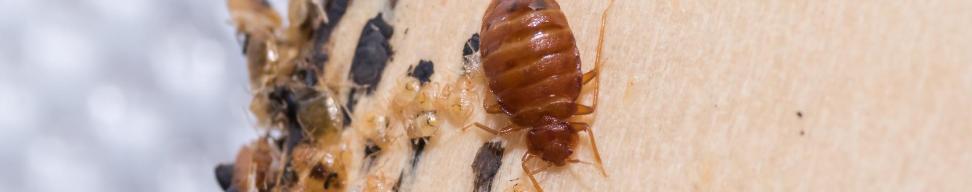 adult bed bug on bed with nymphs and fecal matter