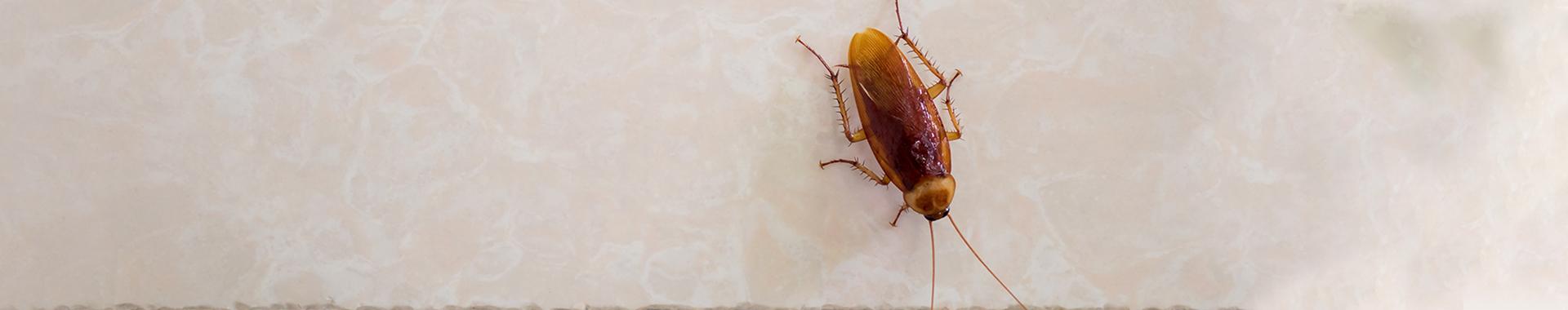 cockroach in beaumont texas