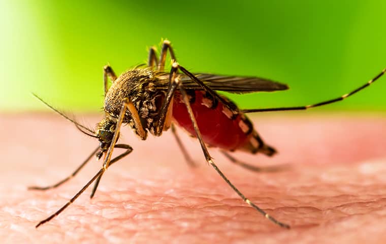 mosquito biting skin of jasper texas resident