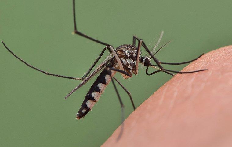 a mosquito biting a resident of kirbyville texas