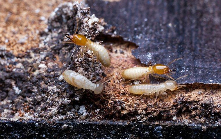 termites chewing wood in a kountze texas home
