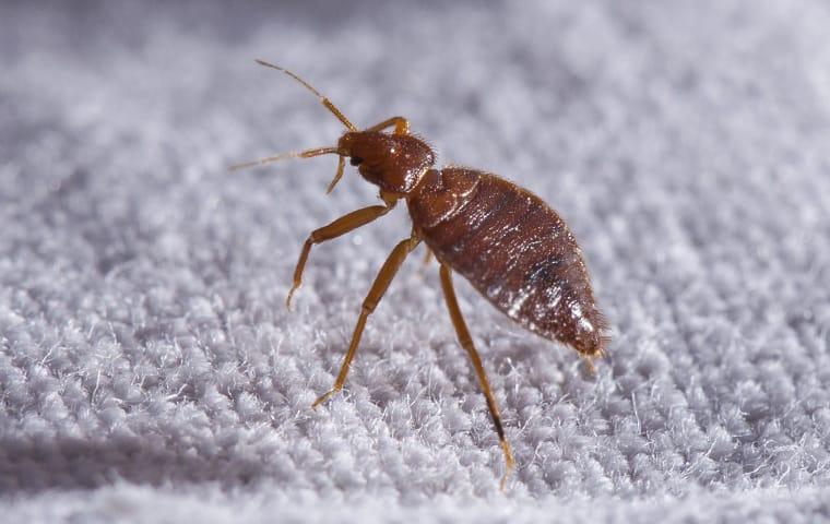 Protect Your Home Or Business From Bed Bugs a bed bug crawling on sheets in a home in mauriceville texas