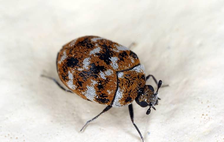 carpet beetle in texas