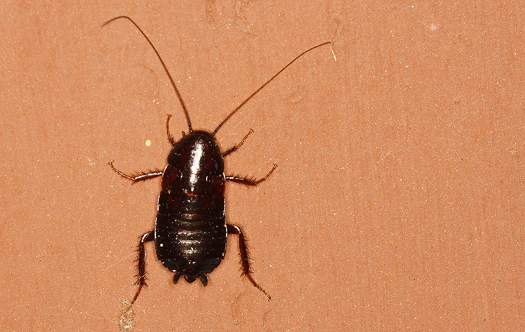 oriental cockroach in wallisville texas home