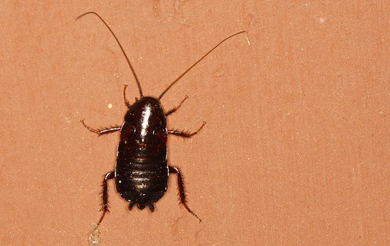 Oriental Cockroach Wallisville Tx 