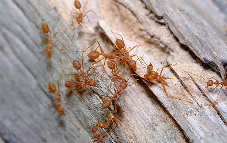 fire ants crawling on wood