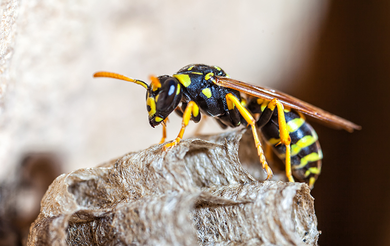 paper wasp on hive in mauriceville texas