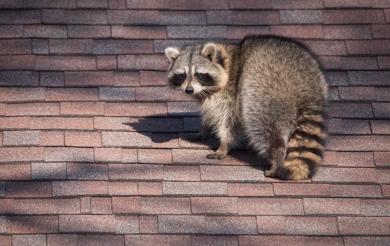 raccoon on the roof of a jasper texas house