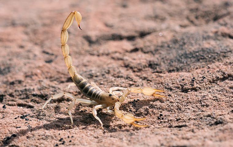 scorpion in warren texas