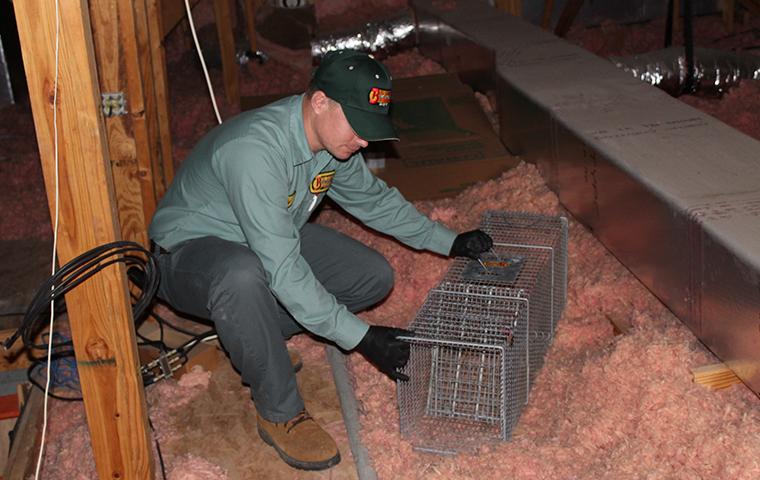 bugspert preparing wildlife trap in port arthur attic