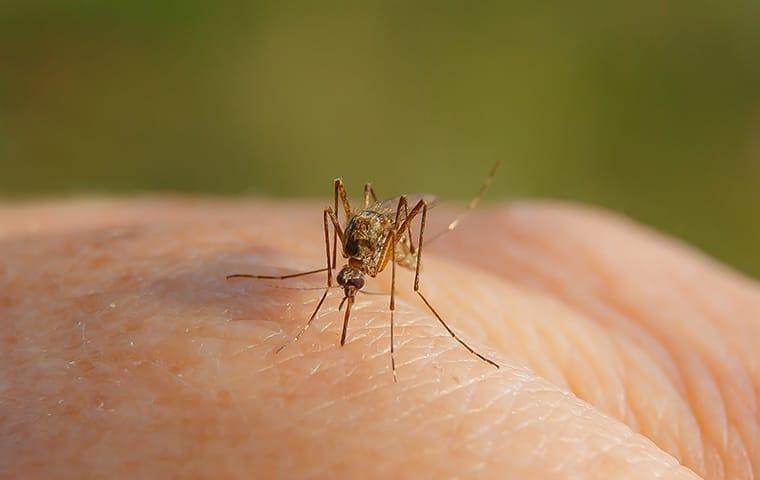 a mosquito biting a resident on the hand in the woodlands texas