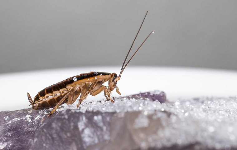 vaga cockroach outside of gayburg texas home