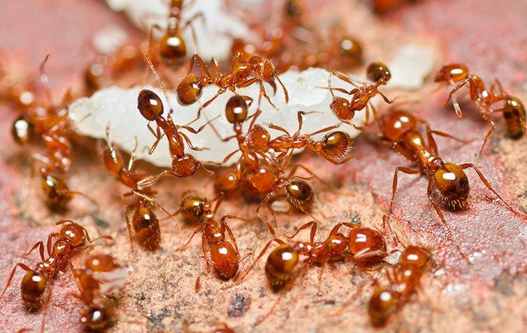 dozens of fire ants in a yard