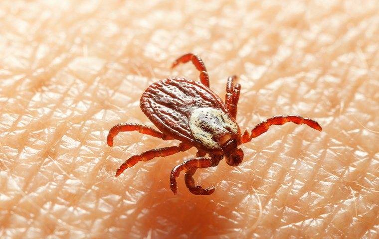 a dog tick crawling on the skin of a merrimac resident