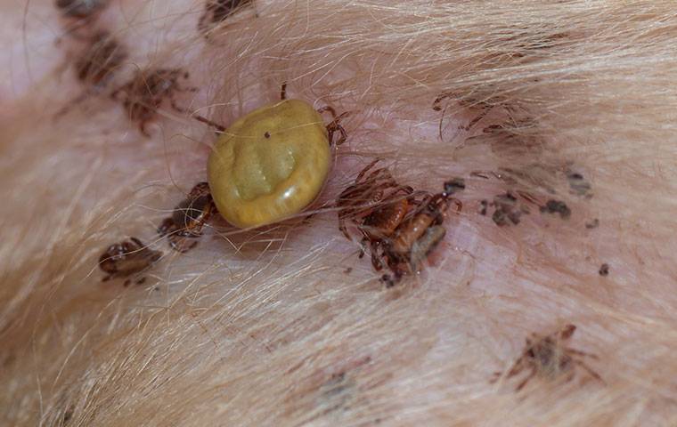 lots of ticks on a dog