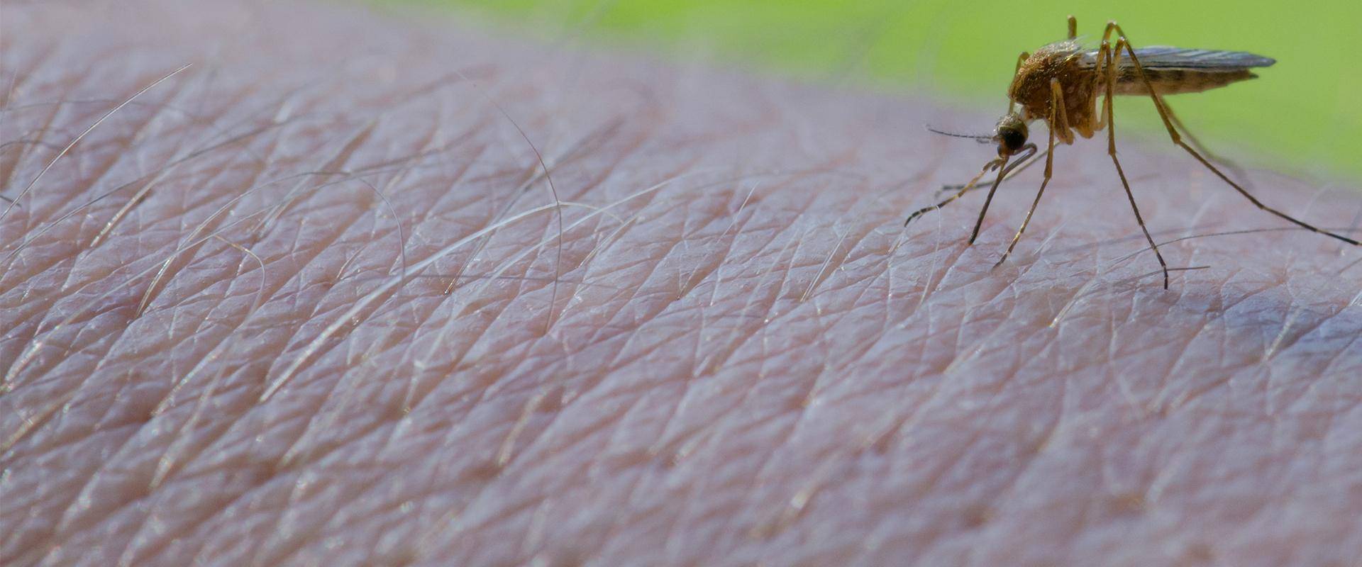 Common Pests In Massachusetts & New Hampshire Mosquito Busters