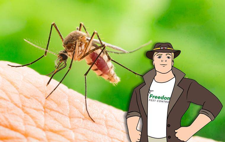 mosquito on skin with the mascot buster