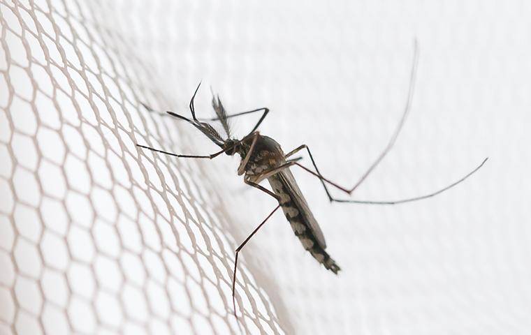 a mosquito on a wire mesh