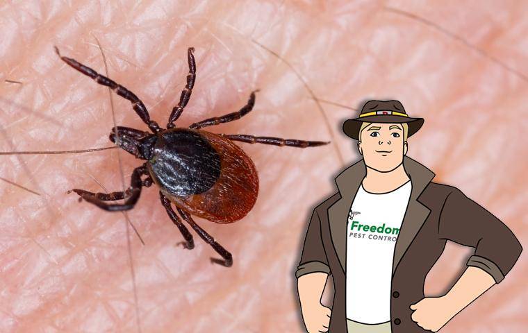 Tick Control Complete Pest Control For Massachusetts New Hampshire