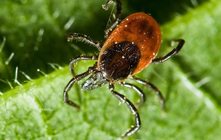 a tick crawling on a green leaf