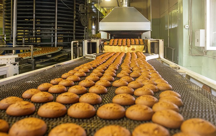 cookies on an assembly line in a food processing facility