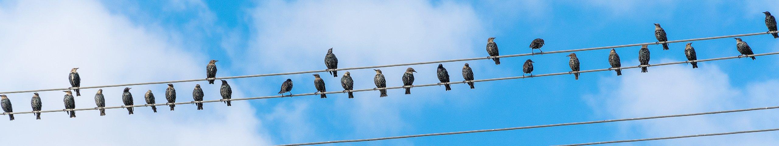 starlings perched on telephone wires