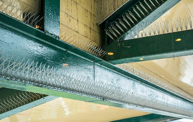 bird spikes to prevent pest birds