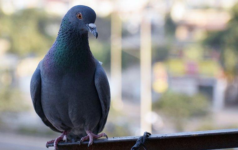 a pigeon resting on a metal fence
