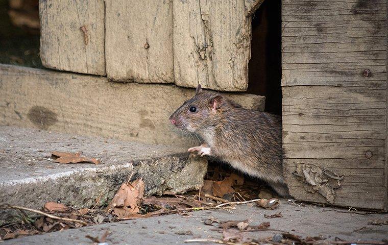 a rat coming out of a crack in a shed