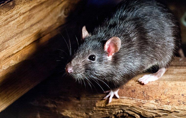 roof rat on stacked fire wood