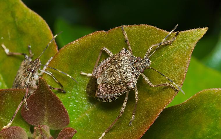brown marmorated stink bugs walking across leaves