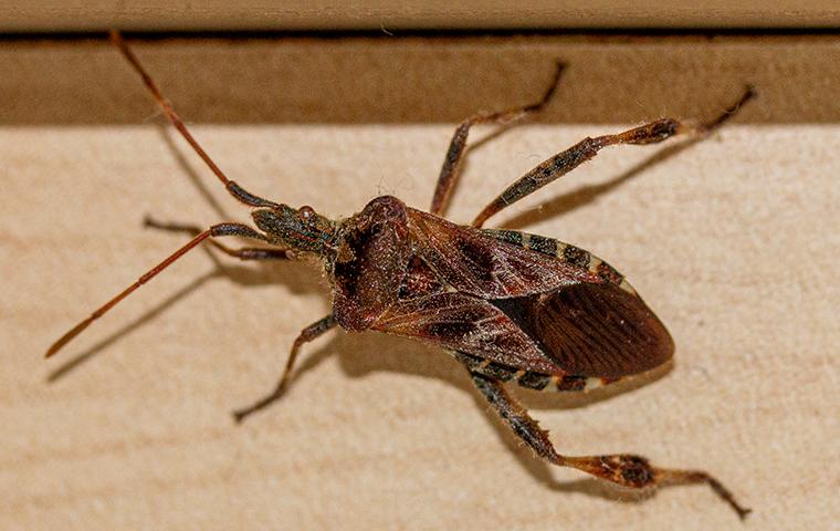 western conifer seed bug on window trim in home