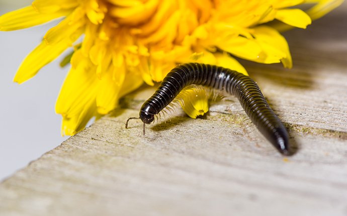 centipede and millipede pictures