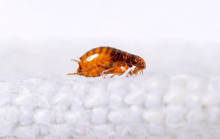 a flea on white carpet