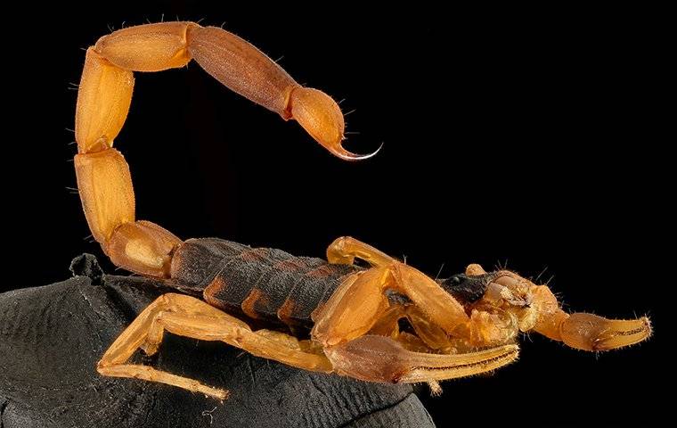 bark scorpion about to sting