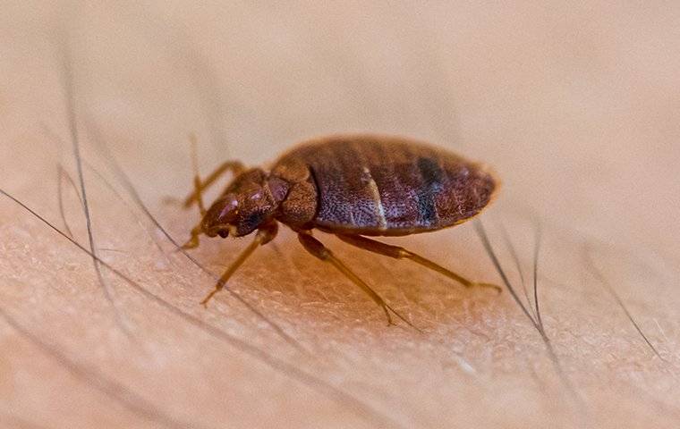 a bed bug sucking blood on a humans leg