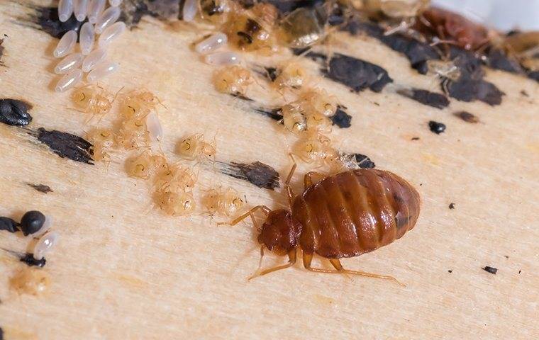 bed bug with larvae on bed