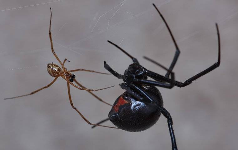 Black Widow Control, How to Get Rid of Spiders