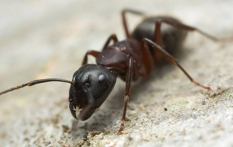 up close image of a carpenter ant crawlingin sawdust